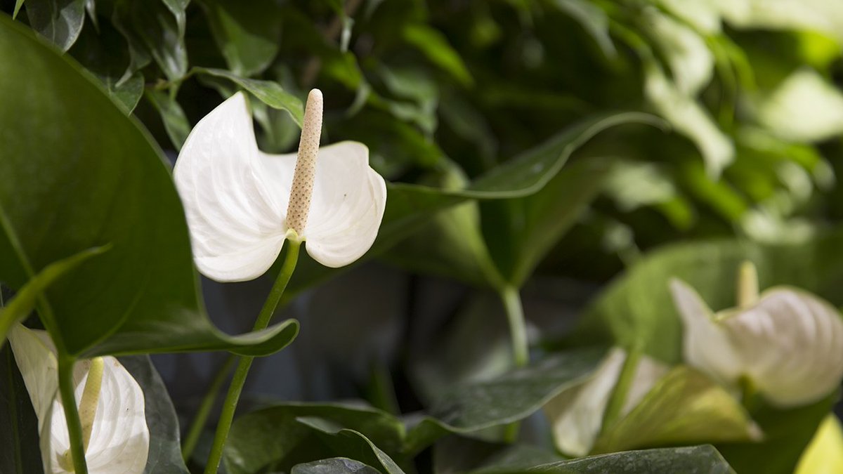 livewall's tweet image. “The library has always celebrated a vital connection to nature and the outdoors. The living wall symbolizes and strengthens this connection,” said Shelley Strain, sustainability coordinator, @TrentUniversity Facilities Management, about the living wall at @BataLibrary.