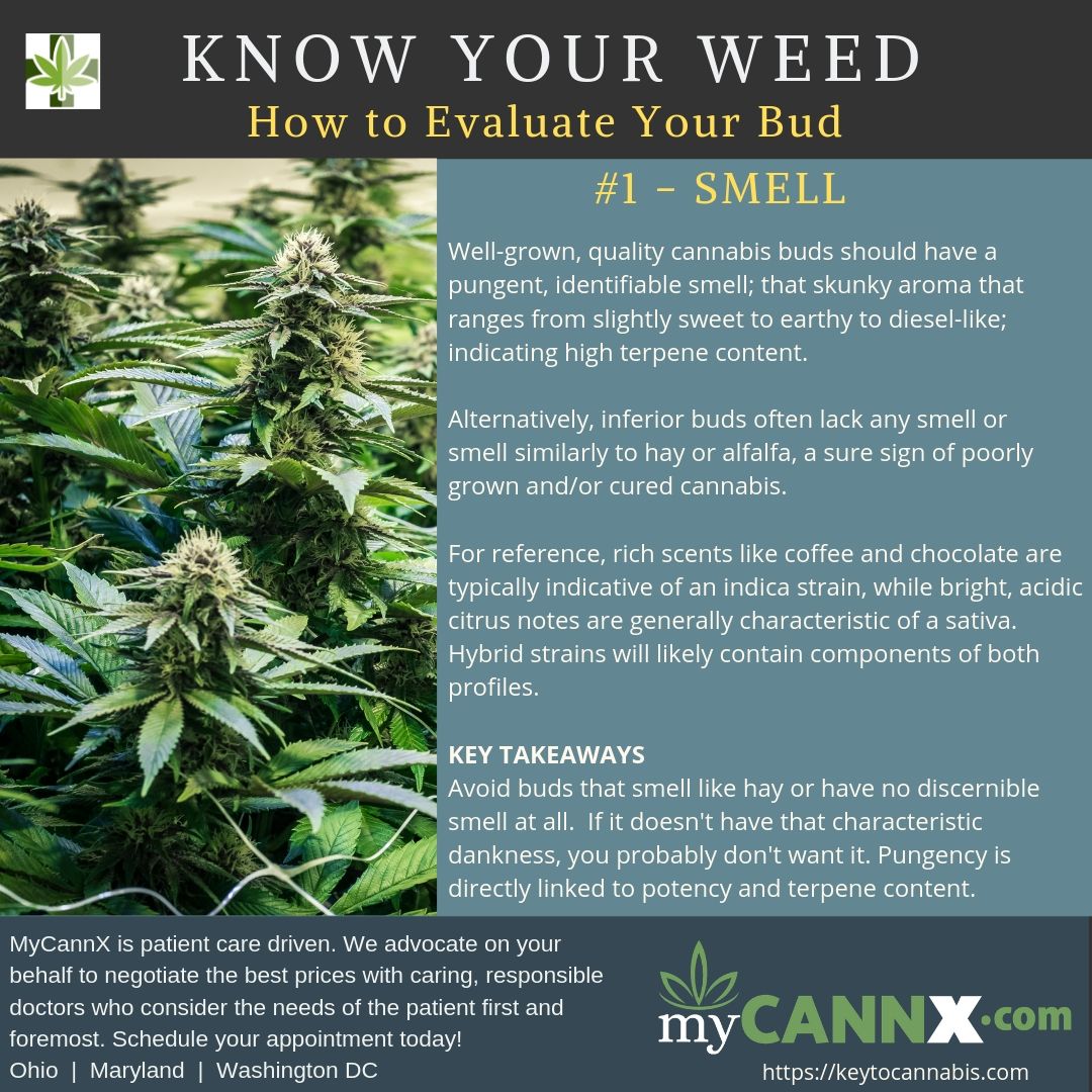 MyCannX's tweet photo. Be Informed - Know Your Weed 
#1 - How to Evaluate Your Bud by Smell
Though every strain is different, there are some tried and true ways to evaluate your bud.  We will be sharing them over the next few weeks.   #knowyourweed  #knowledgeispower #Tuesdaythoughts #smell #pungent https://t.co/KO6ydfaM3a