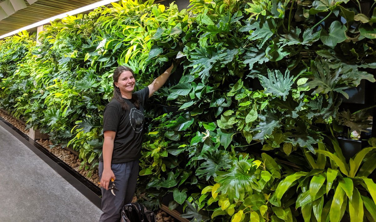 livewall's tweet image. “The library has always celebrated a vital connection to nature and the outdoors. The living wall symbolizes and strengthens this connection,” said Shelley Strain, sustainability coordinator, @TrentUniversity Facilities Management, about the living wall at @BataLibrary.