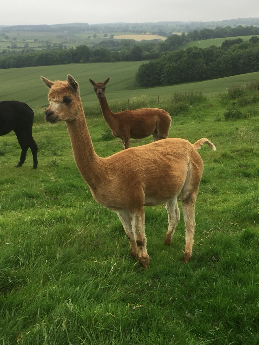 BingfieldAlpac1's tweet photo. Yvonne is still hanging on! to be honest with all things going on am pleased she is at 345 days 😁 pregnant and beautiful 😍#pregnantlady #pregnancylife #babydue #pastduedate #love https://t.co/YQ6Z71RWjb