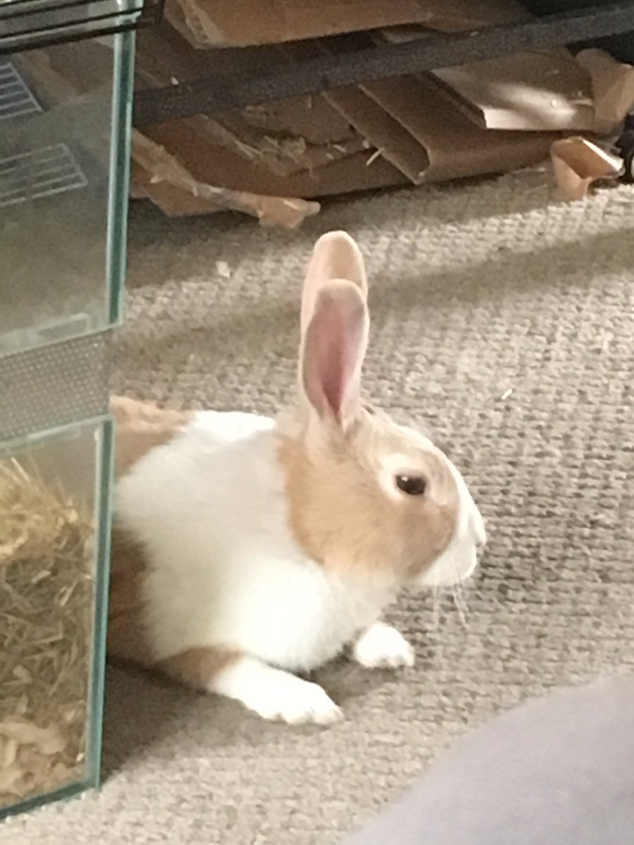 RandTRescue's tweet photo. Sleepy bun zzzz https://t.co/tnAT3ZxpIj