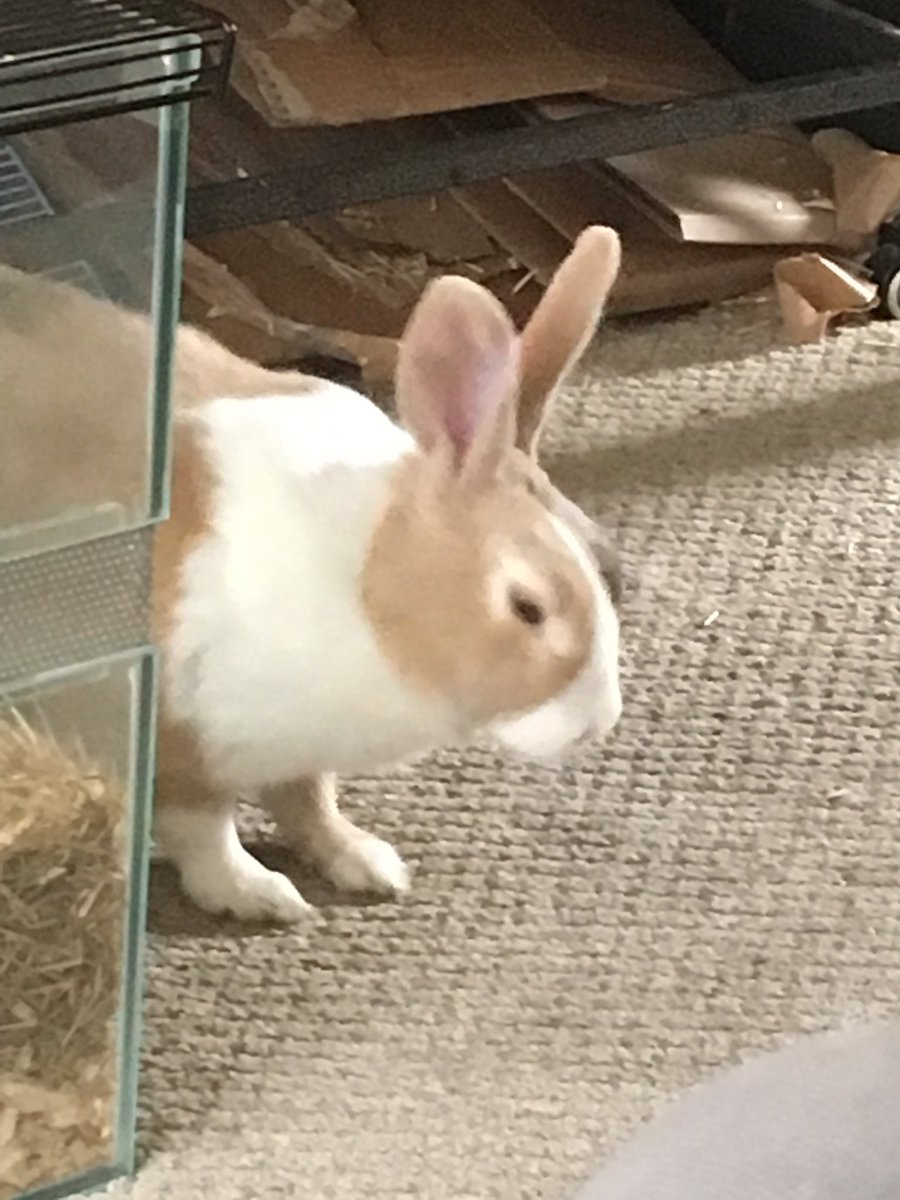 RandTRescue's tweet photo. Sleepy bun zzzz https://t.co/tnAT3ZxpIj
