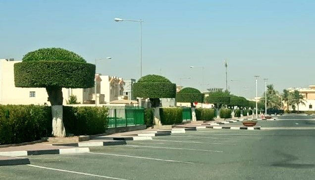 @QatarQatar2018 يرجى العلم أن الصور المرفقة بتغريدتكم لا علاقة  لها بحديقة دحل الحمام، علما بأنه يوجد بعض أشجار الكونوكاربس في حديقة دحل الحمام التي تم تقليمها وتشكيلها بشكل جمالي حسب الصورة المرفقة، وذلك للحد من تأثير جذورها على شبكة الري الخاصة بالحديقة، شكرا لتواصلكم.