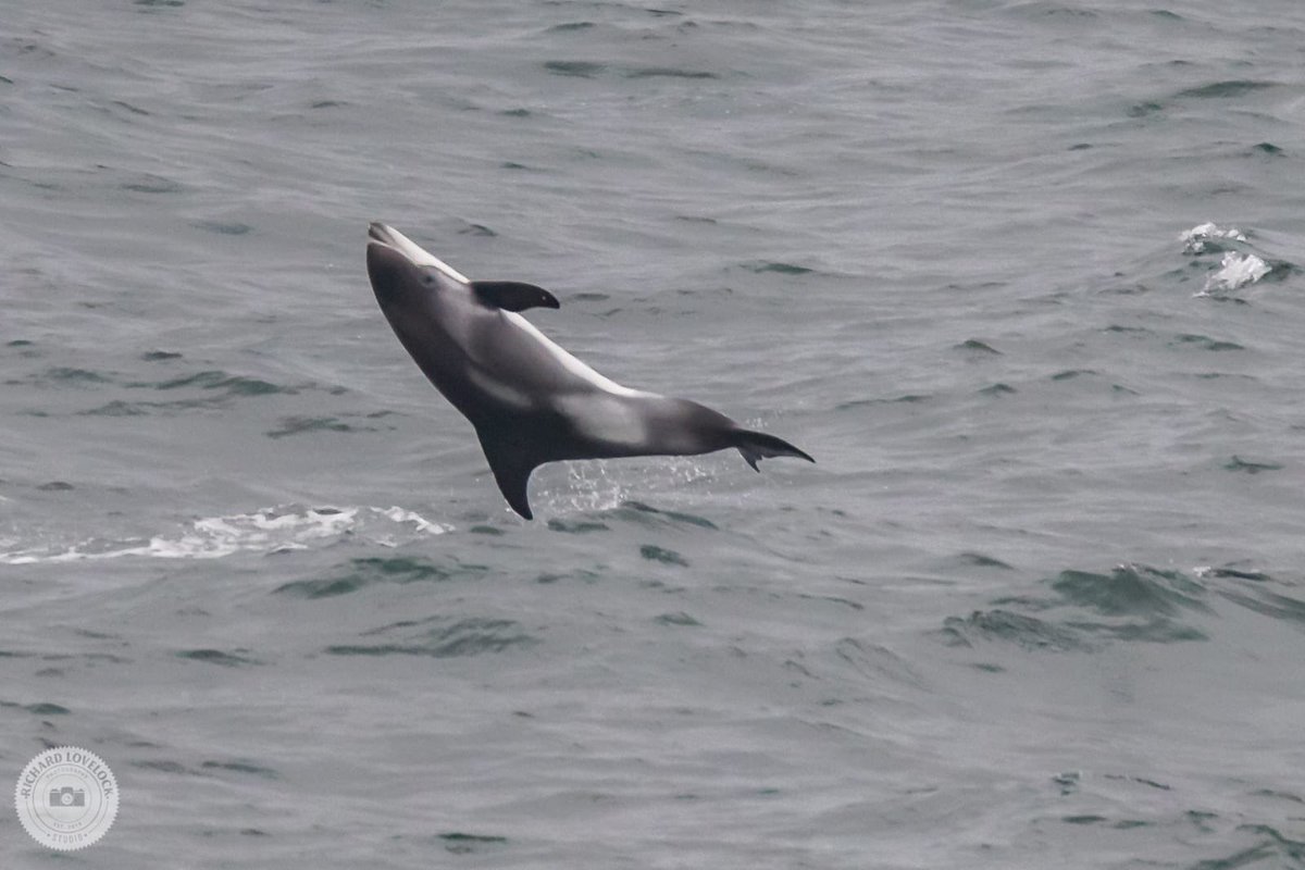 ORCA_web's tweet photo. Acrobatic white-beaked #dolphins were the highlight of our deck watch on the @FredOlsenCruise #Boudicca this morning, approaching Reykjavik! #BoudiccaORCAcruise 🐬 https://t.co/OQBlPLBJIv