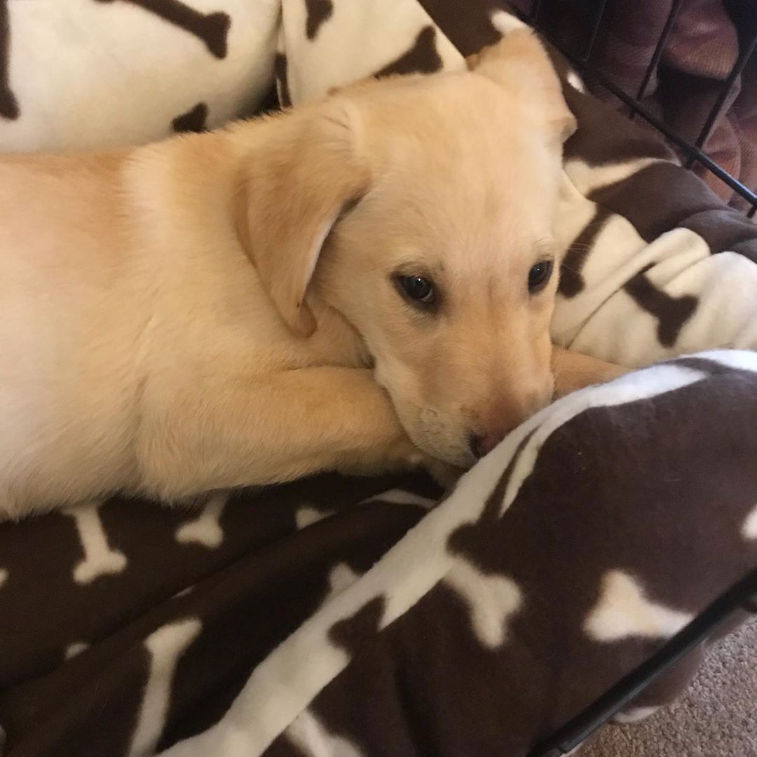 We would like everyone to meet Tobe... Angel Trust's official mascot!! Make sure to give his instagram a follow to see all of Tobe's adventures @tobethelab