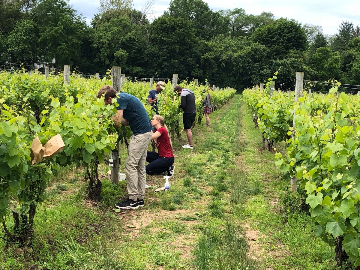 Gadoury Lab tweet media