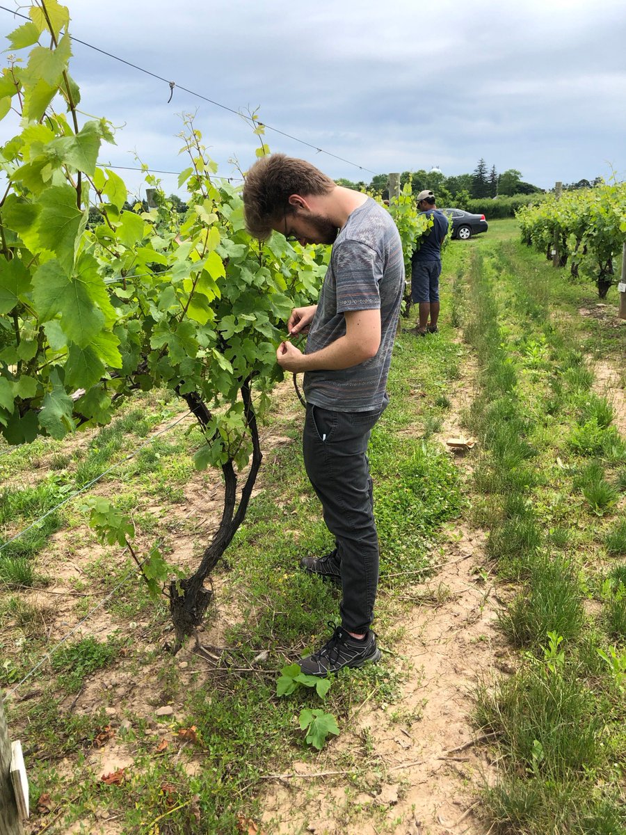 Gadoury Lab tweet media