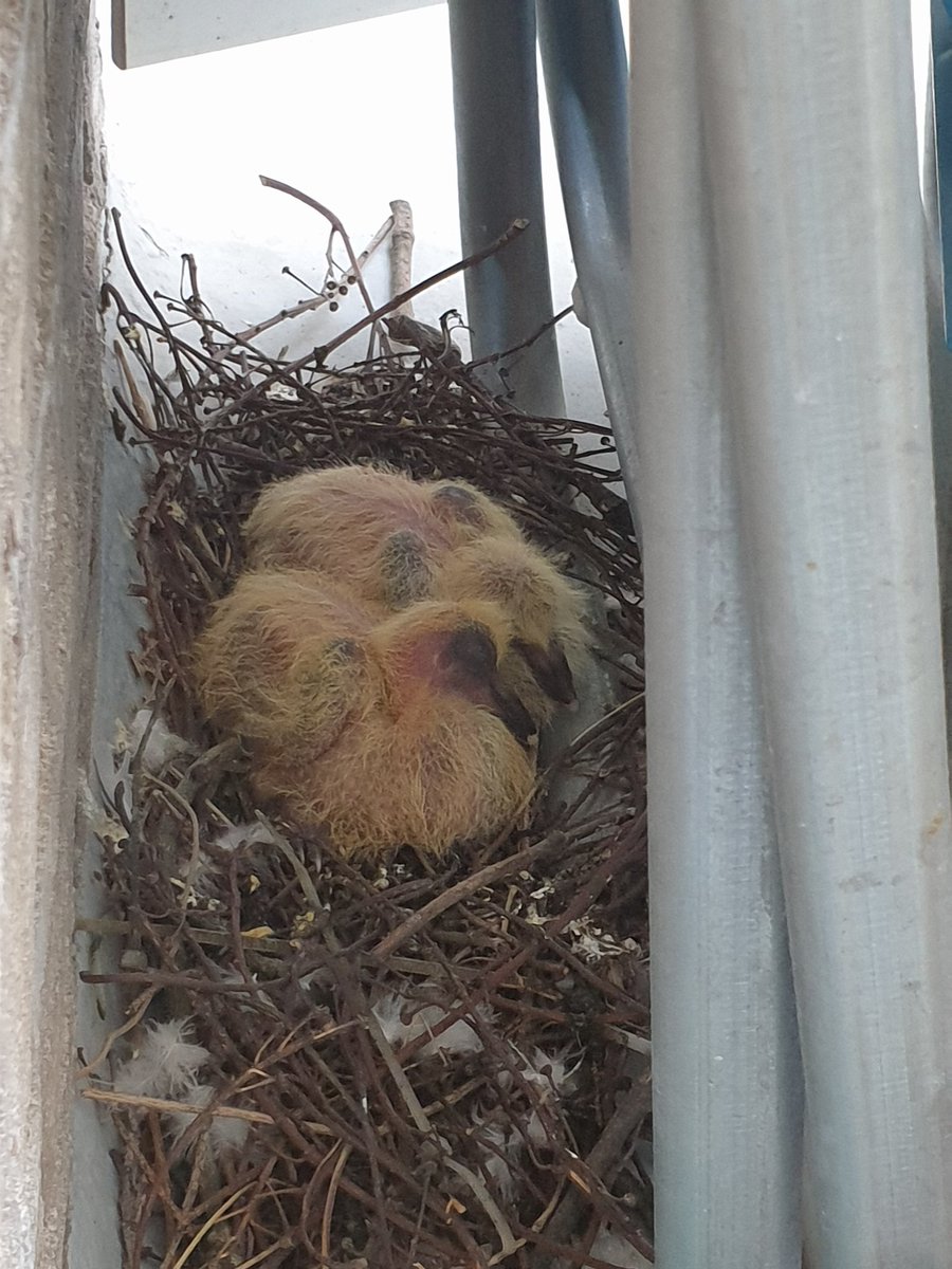 LisanvN's tweet photo. Update! Eitjes zijn uitgekomen...blijkbaar zijn duifbaby's geel? Of is dat de hitte... https://t.co/NURuiMDkMw