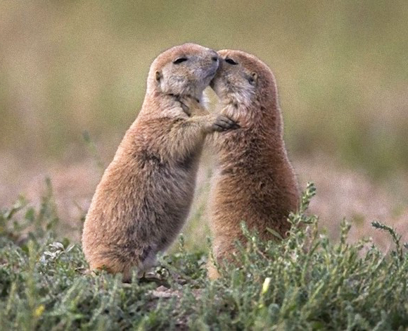 動物の習性図鑑 プレーリードッグ式の挨拶 プレーリードッグの集団での挨拶は 鼻をくっつけたり キスをしたりします プレーリードッグは集団で行動する生き物で周りとのコミュニケーションを大事にする傾向にあります T Co Jdntnyqttg
