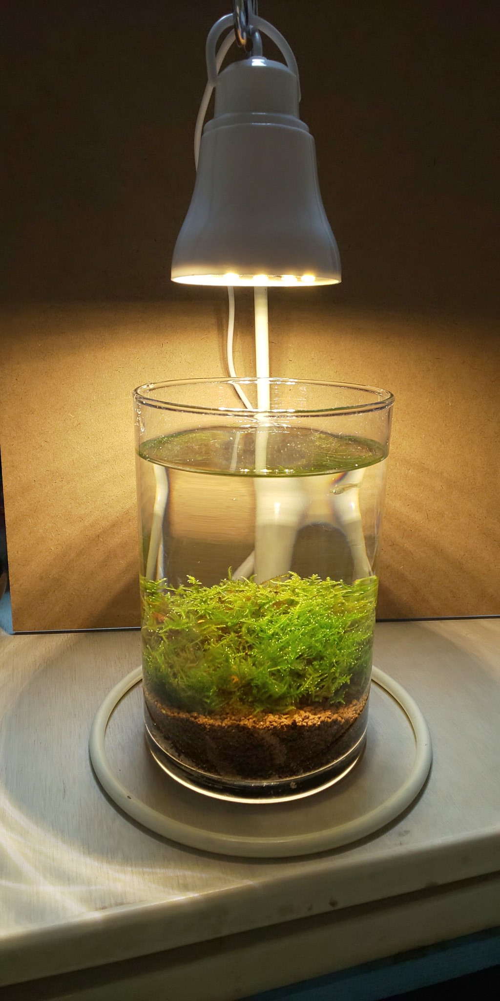 まるリウム 久留米 照明は ダイソー で100円の 電球型led の Usbライト の丸い部分を取り外し 同じくダイソーで買ったバナナを吊るすやつに下げた 百均 の照明は便利だけど 電池式はすぐ消耗するからusbがいいね 中身は今日採った メダカ と