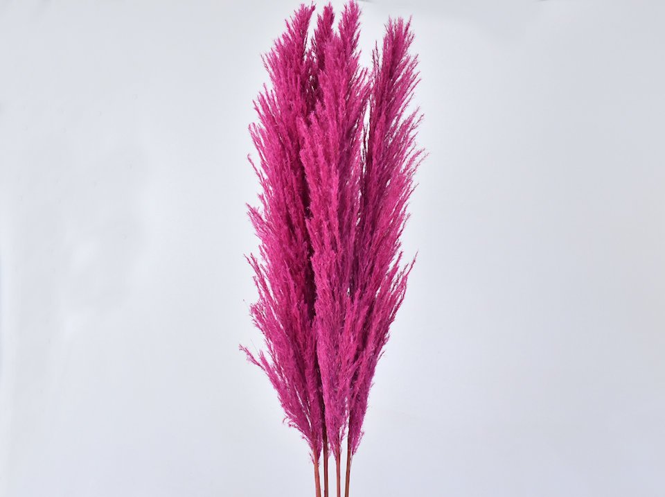 Decofleur_com's tweet photo. Finally we have #pampas #grass in stock! check https://t.co/MIt5wv06w6 for all colours and rates. #wholesale #decoration #cortederia #driedflowers https://t.co/8UzifwSdcA