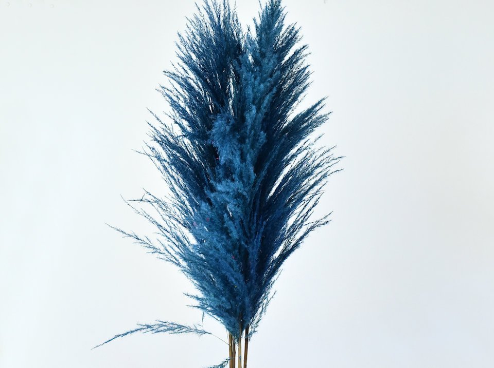 Finally we have #pampas #grass in stock! check bit.ly/2IJd7Dd for all colours and rates. #wholesale #decoration #cortederia #driedflowers