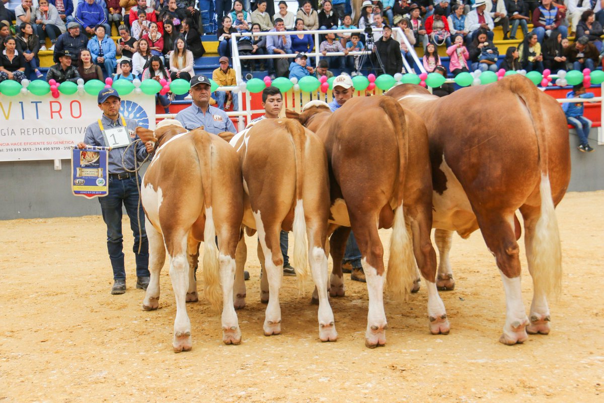 Competencias Especiales
Mejor Grupo de 4 Machos
Ganadería: La Laguna
Ubicación: Cachipay - Cundinamarca
8 y 9 de junio 2019
II Expofleckvieh
Corferias Bogotá, Cundinamarca
#asosimmentalsimbrahcolombia #asosimmentalsimbrah #asosimmental #IIExpofleckvieh #simmental #fleckvieh