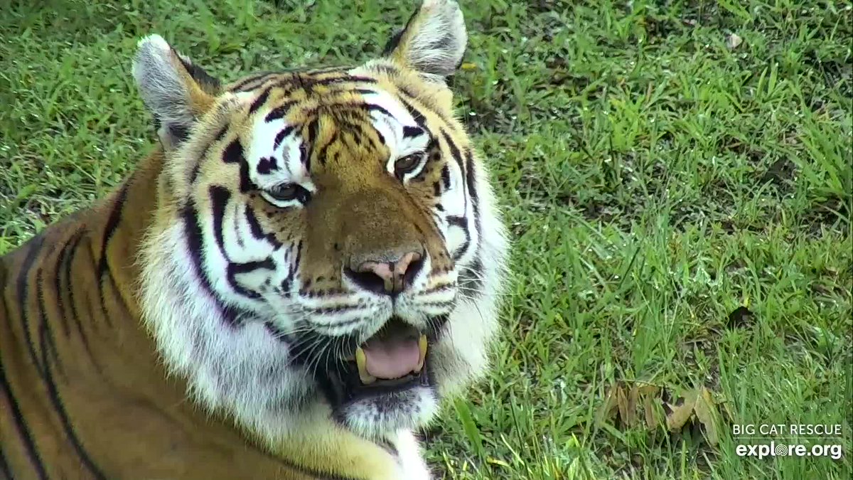 exploreorg's tweet photo. It's Tiger Tuesday! Come celebrate at https://t.co/Kd2d99c2uE! #tigercam https://t.co/BhIJUHpJ4h