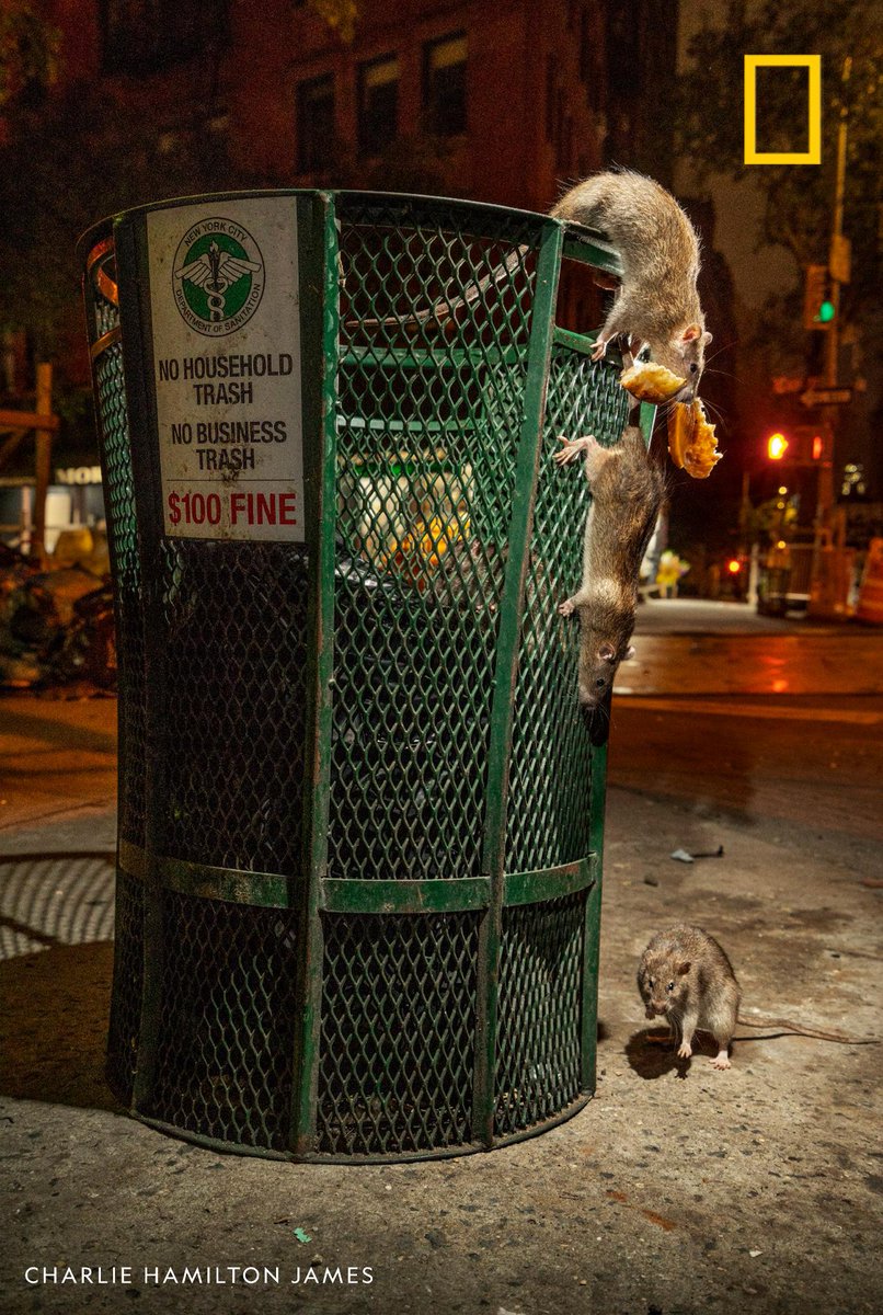 NatGeo's tweet photo. Rats have adapted over the millennia to survive and thrive in human company, much to our amazement and disgust. Meet an urban rodentologist in our podcast "Overheard"—and maybe gain a new appreciation for these resilient creatures https://t.co/AObcYQru1L https://t.co/pXxQXJQWqN