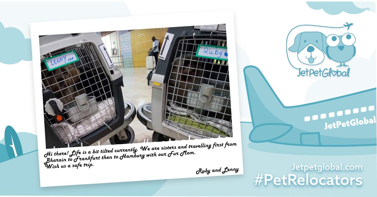 JetPetGlobal1's tweet photo. Life is a bit tilted currently.
Hi there! We are sisters and traveling first from #Bahrain🇧🇭 to #Frankfurt then to #Hamburg with our Fur Mom. Wish us a safe trip--Ruby and Lenny
#petshippingservices #bestpetrelocationinbaharain #exportingpetsfrombahrain #petrelocation #petvisit https://t.co/limmLvPc7p