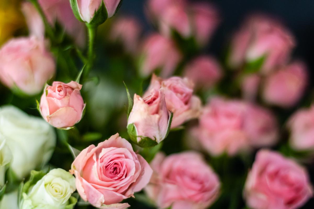 Happiness is Flowers & Gifts (happinessfloral) Twitter