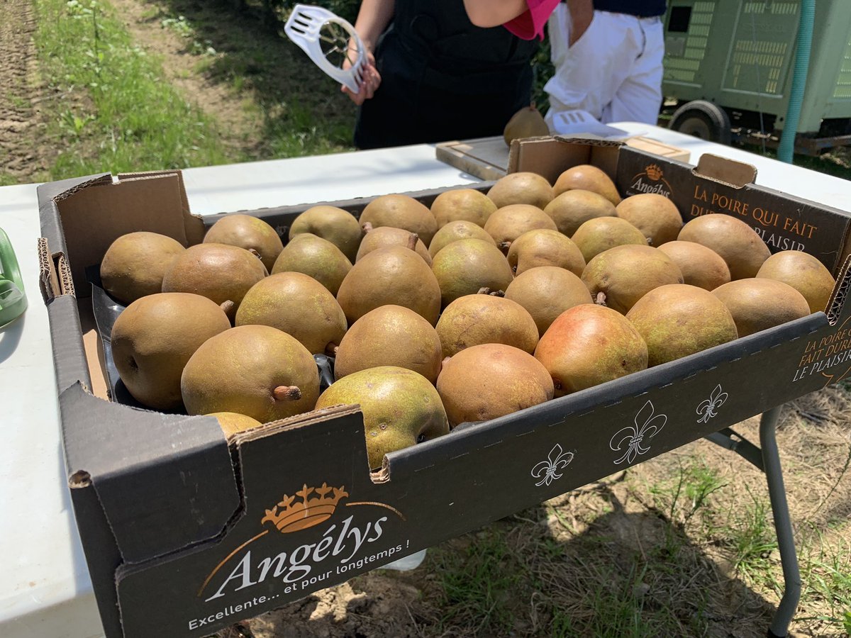 j_saintraymond's tweet photo. La visite #interpera2019 se poursuit dans un #vergerécoresponsable de poires Angelys du groupe Blue Whale. @AREFLH @DanielSauvaitre @VergersEcoResp @Interfel @Min_Agriculture https://t.co/hs4pOqTv5P