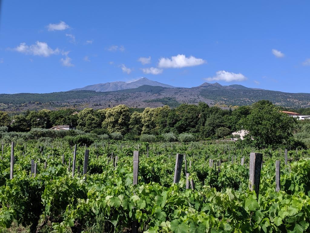 Glorious clear view of Mt. Etna this morning, towering above the vineyards of <a href="/tenutadifessina/">Tenuta di Fessina</a>. Great tour and tasting, where the Il Musmeci Bianco 15 was brilliant!