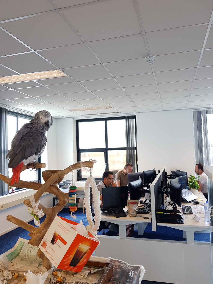 Erniesoft's tweet photo. Moppie vindt het helemaal Toppie bij ons op kantoor. Moppie geniet van de koele kantoor van Erniesoft op deze warme dag🌞 https://t.co/iKghSoUH3Q