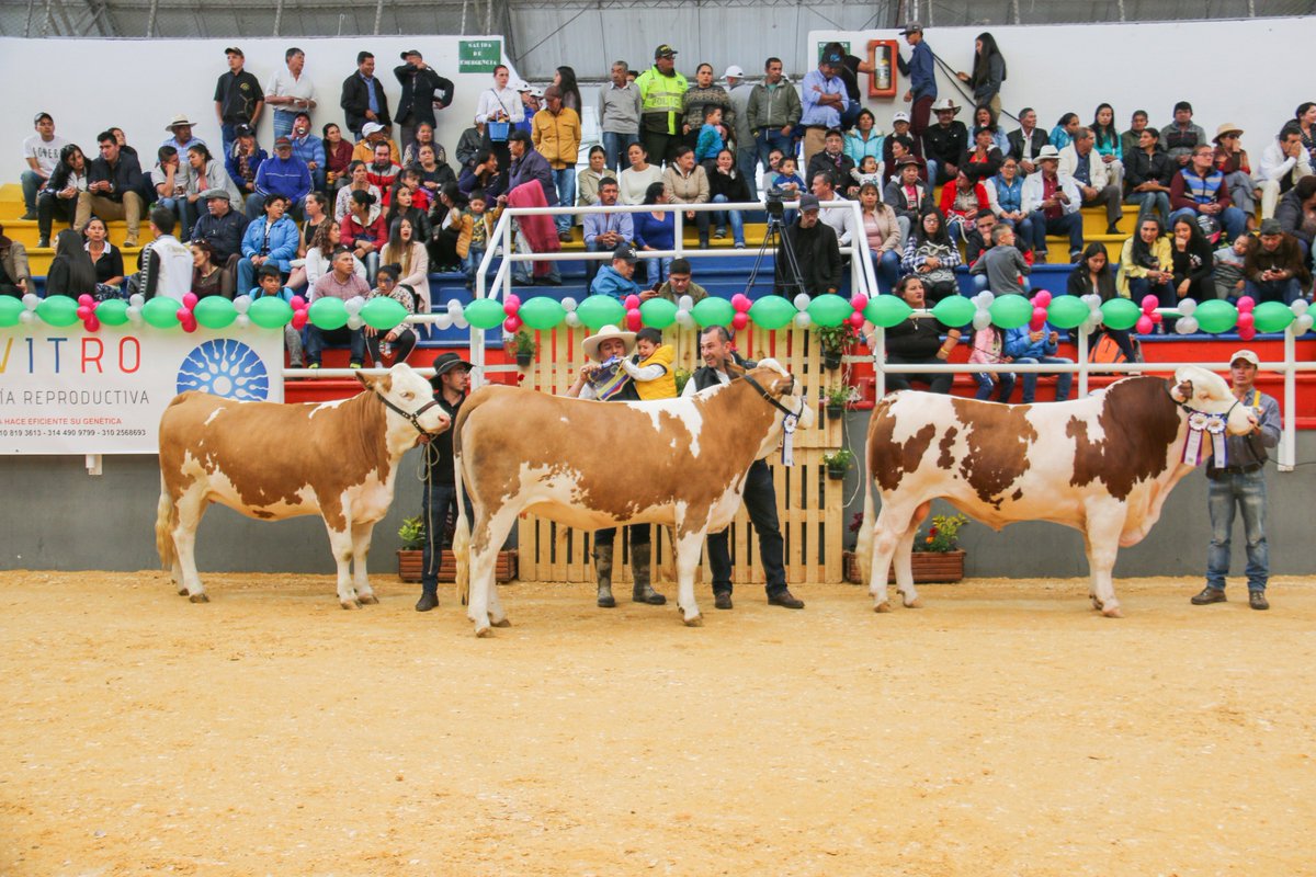 Competencias Especiales
Mejor Descendencia de un Mismo Toro
Ejemplar: Huldig DE09399672178
Ganadería: Criadero San José de la Cumbre
Ubicación: Cajicá - Cundinamarca
8 y 9 de junio 2019
II Expofleckvieh
Corferias Bogotá, Cundinamarca
#asosimmentalsimbrahcolombia