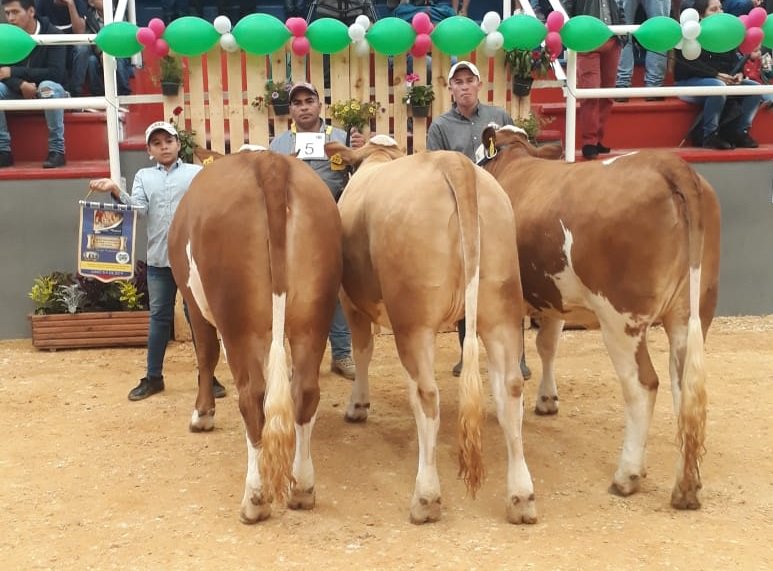 Competencias Especiales
1° Puesto Mejor Descendencia de una Misma por Transferencia de Embriones
Ejemplar: CGR NRN Ashanti T.E. COL12904
Ganadería: Agropecuaria 2G
Ubicación: Cogua - Cundinamarca
8 y 9 de junio 2019
II Expofleckvieh
Corferias Bogotá, Cundinamarca
#asosimmental