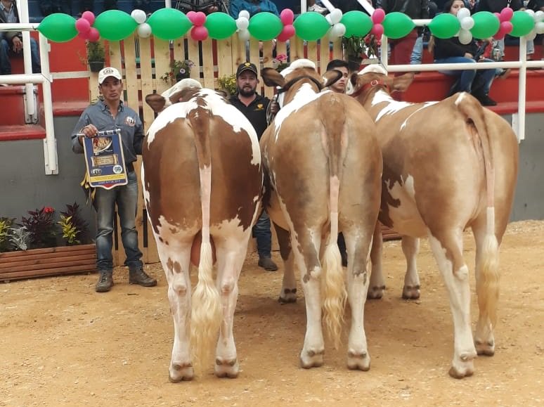 Competencias Especiales
2° Puesto Mejor Descendencia de una Misma por Transferencia de Embriones
Ejemplar: La Martina Hupsol Antonela 224 T.E. COL23334
Ganadería: Criadero San José de la Cumbre
Ubicación: Cajicá - Cundinamarca
8 y 9 de junio 2019
II Expofleckvieh
Corferias Bogotá