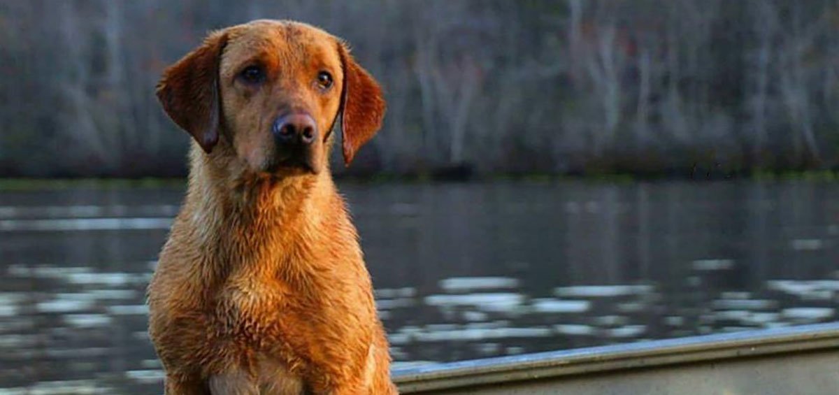 DucksUnlimited's tweet photo. Reset Button for Retrievers: Spring Training
Every retriever picks up bad habits during duck season – now is the time to make corrections https://t.co/yZfrhwxotL #SportingDogSpringTraining #hunting #retrievers https://t.co/TY26PzdZYB