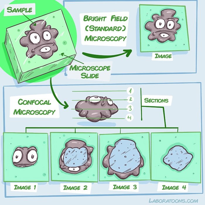 👁Bright field 🔬#microscopy vs #confocal 🔬#microscopy!
Ya en laboratoons.com/portfolio/brig… !!👇