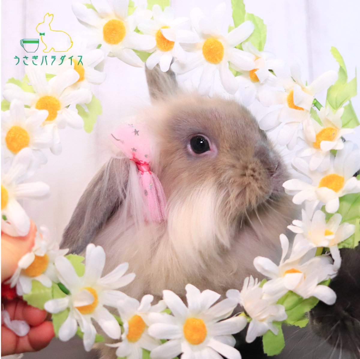 usa_para's tweet photo. “Lovely daisies🌼 Are those for me?”
「綺麗なデイジー🎵わたちにくれるの？」
#うさぎカフェ #うさぎパラダイス #うさぎ  #ふわもこ部 #うさぎ好きさんと繋がりたい #うさぎ部 #うさぎら部 #うさぎ好き #うさんぽ #うさぎのいる生活 #bunniesworldwide 
#weeklyfluff #bunny #rabbit #bunnies https://t.co/xRa4jT3qEp