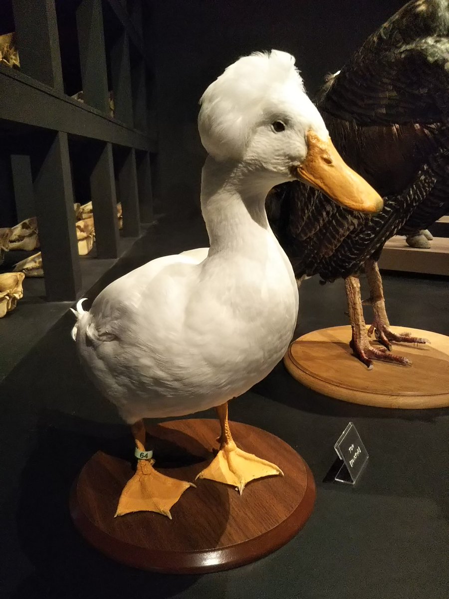 黒織部 家畜 イカしたヘアースタイルのアヒル クレステッド とつやめくシチメンチョウ 東大博物館