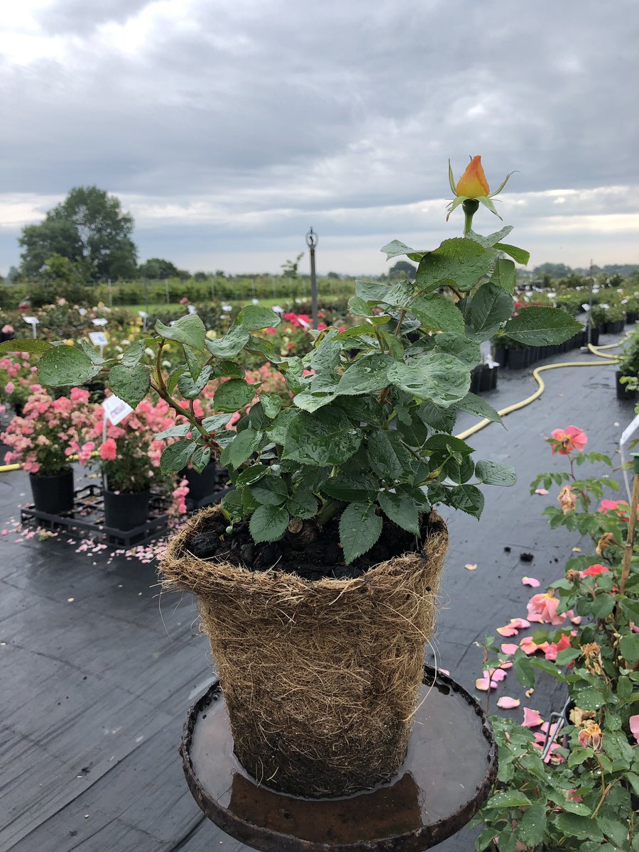 The coir pot project.  @rosesukroses @valgardening @autisticgardner @TobyBuckland is it feasible for roses. Looking good so far!   #roses #Stopusingplastic #coirpots #rosesinsustainablepots
