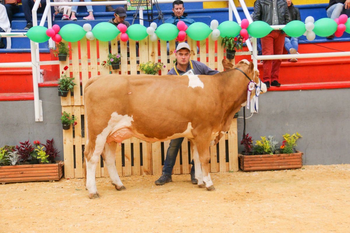 Competencias Especiales
Mejor Ubre
Ejemplar: AP La Milagrosa Roberta F.I.V.
Ganadería: La Milagrosa
Ubicación: Suesca - Cundinamarca
8 y 9 de junio 2019
II Expofleckvieh
Corferias Bogotá, Cundinamarca
#asosimmentalsimbrahcolombia #asosimmentalsimbrah #asosimmental #IIExpofleckvie