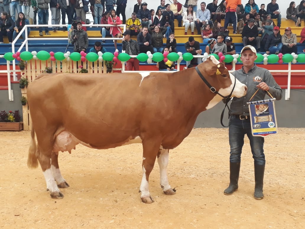 Competencias Especiales
Premio Longevidad y Fertilidad
Ejemplar: Santa Teresita Zoe T.E
Ganadería: Santa Teresita
Ubicación: Cogua - Cundinamarca
8 y 9 de junio 2019
II Expofleckvieh
Corferias Bogotá, Cundinamarca
#asosimmentalsimbrahcolombia #asosimmentalsimbrah #asosimmental