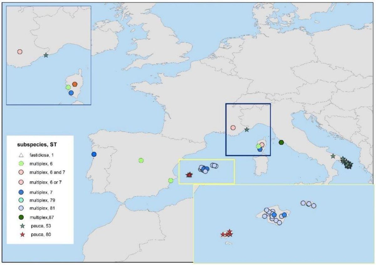 parnells's tweet image. Our new pest survey card for #xylella out today from @Plants_EFSA. Guidance for EU member states on #riskbased and #quantitative surveillance for this dangerous plant pathogen efsa.europa.eu/en/supporting/… #planthealth
