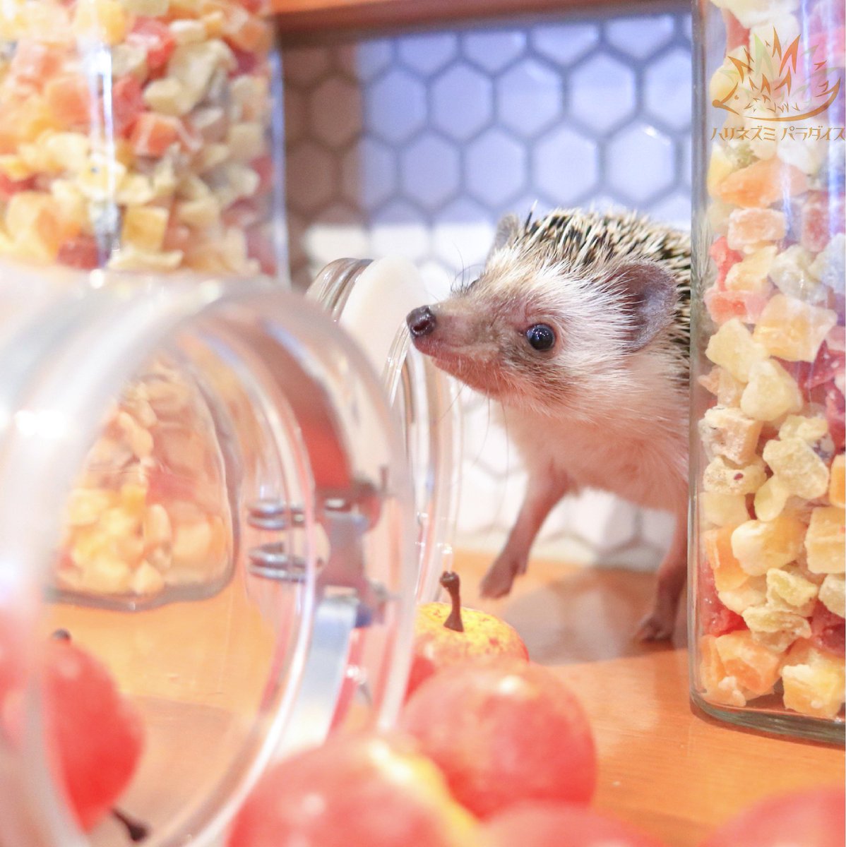 hari_para_cafe's tweet photo. “Have some fruit treats🥭”
「フルーティな気分🍒」
#ハリネズミパラダイス #hedgehogparadise #ハリネズミ #はりねずみ #ヨツユビハリネズミ #針鼠 #針猬 #針蝟 #고슴도치 #riccio #herisson #landak #fruits #hedgehoglove #hedgehoglife #hedgehogcommunity #hedgehogsofinstagram #hedgehog https://t.co/hudN7dQfrq
