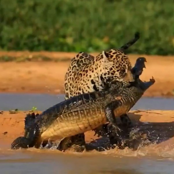 "This extraordinary act of #predation was filmed by a tourist in Brazil. It shows what skillful and audacious #predators cats [jaguars] can be." ~PBS.org #Jaguar #Jaguars #Wildlife #WildlifePhotography #WildlifeAddicts #WildlifeLover #WildlifeEnthusiast #Alligator