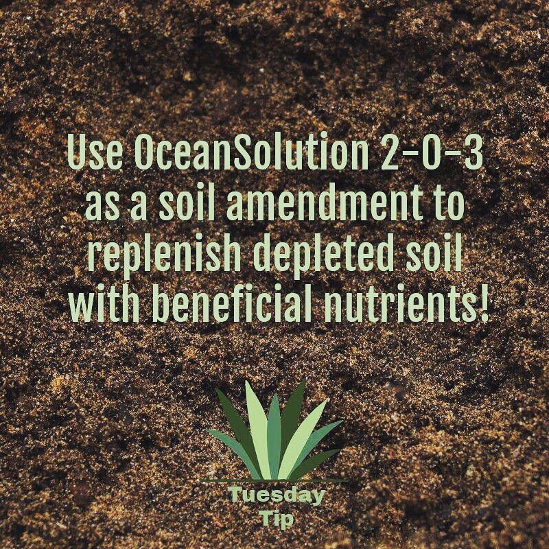 OceanSolution_'s tweet image. Our OceanSolution 2-0-3 is the perfect soil amendment to replenish your depleted soil with beneficial nutrients your plants need to thrive! #tuesday #tuesdaytip #tuesdaymotivation #garden #soil #soilamendments #organicgardening #gardeningtips #gardening #sustainability #grow