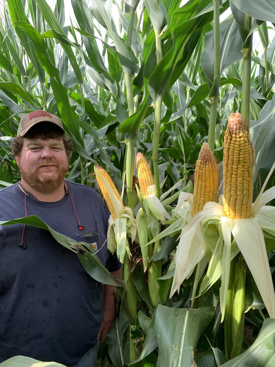 ChrisM_Cooper's tweet photo. Whigham, GA. @AgriGold A641-78 conventional planted 3rd week of March. Will be chopped next week for a local dairy. Nice late season health, stalks and plant desired for silage. Handled extreme heat in May well! @GradyCoAg https://t.co/AM8EXVY54o