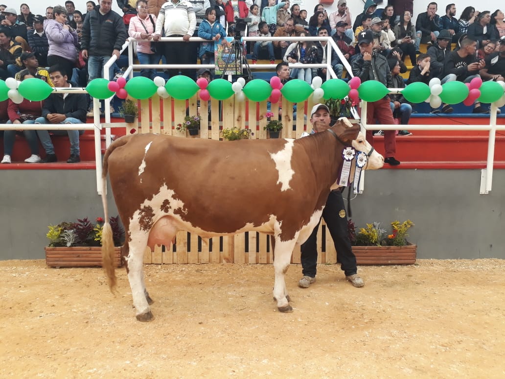 Concurso Lechero 35 litros día
Ejemplar: AP La Milagrosa Tiziana F.I.V 
Ganadería: La Milagrosa
Ubicación: Suesca - Cundinamarca
8 y 9 de junio 2019
II Expofleckvieh
Corferias Bogotá, Cundinamarca
#asosimmentalsimbrahcolombia #asosimmentalsimbrah #asosimmental #IIExpofleckvieh