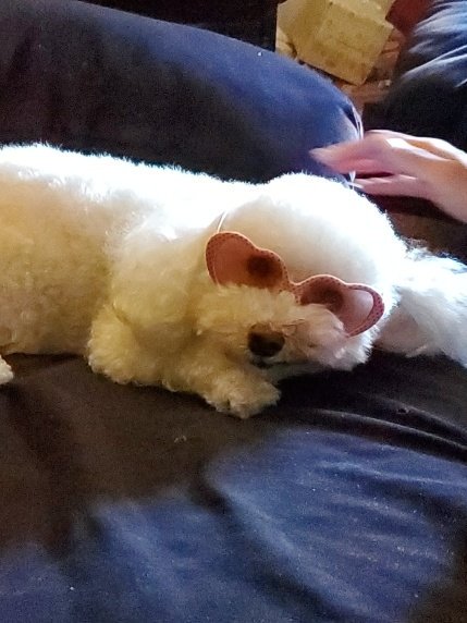 Baby chilaxen! Please spay and neuter! Please adopt / rescue! - soo many out there that need  a loving home!