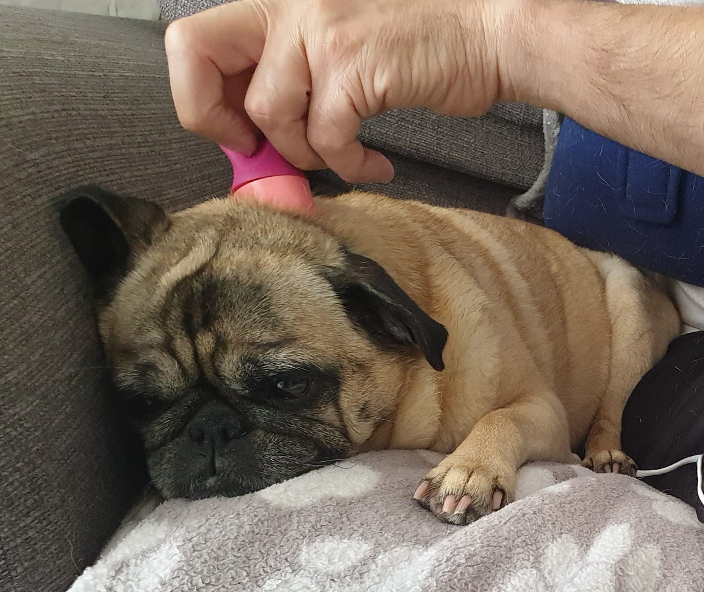 Mookie pet cheap brush
