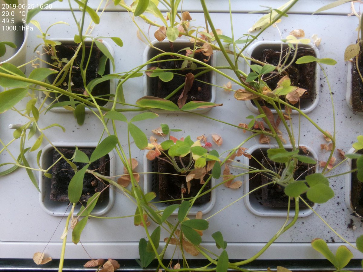 krautbeet's tweet photo. 29.0 °C at 49.5 % humidity and 1000.1 hPa barometric pressure https://t.co/qTALPIgeyf