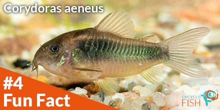 EncycloFish's tweet photo. 🤠 Fun Fact N°4 🤠
Did you know that Aeneus corydoras release a toxin when stressed? This toxin can kill other fish in the aquarium (they start to suffocate). 
Here the complete card:
https://t.co/71ZrTJKHmV
See you soon ! 👋🐟
#encyclofish #aquarium #fish #fishkeeping #corydoras https://t.co/xOORziB69W