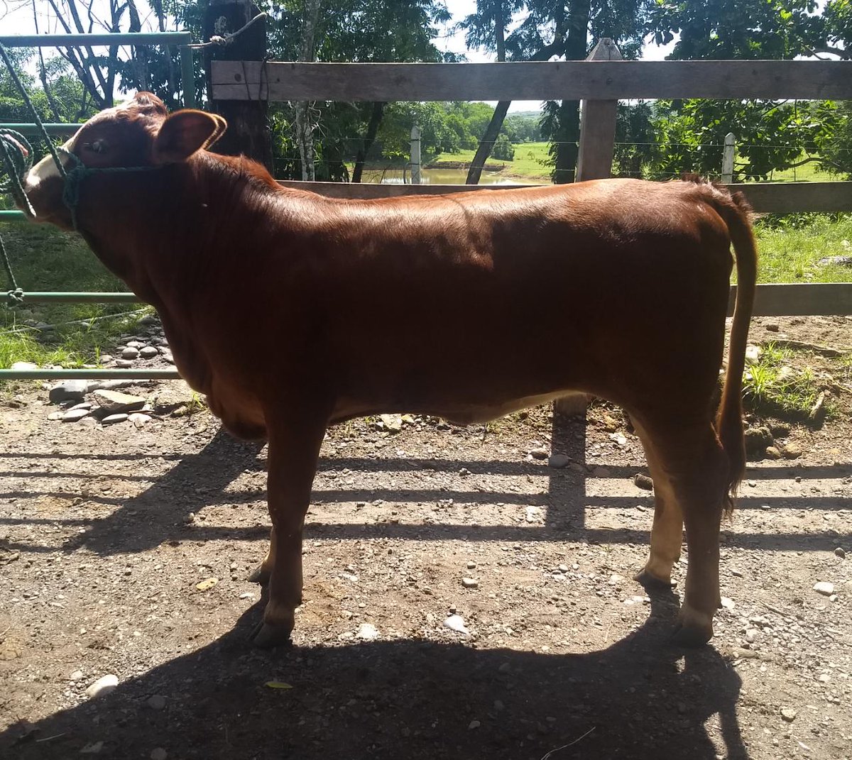 Visita técnica Ganadería El Torin ubicada en Cáceres, Antioquia
Especialistas en SIMBRAH y sus cruces
+Carne🥩🥩🥩
Hembras con mayor habilidad materna
Mayorea pesos al destete en ganados Puros y en Cruzamientos
Fertilidad
Longevidad
Simbrah raza Cárnica con habilidad materna