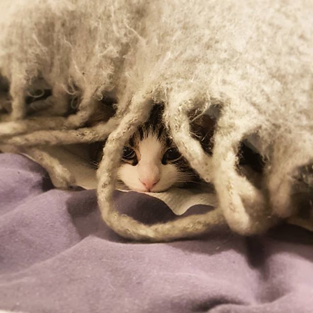 eloise_garrison's tweet photo. Peekaboo 🐱 https://t.co/WnK1hW0f6c https://t.co/gUumxgFMhE