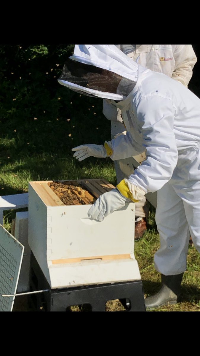 HuckleBerry_Saw's tweet photo. So @E_Vannattaa finally got her bees lol #ohbeehave https://t.co/NQLoH1Grhm