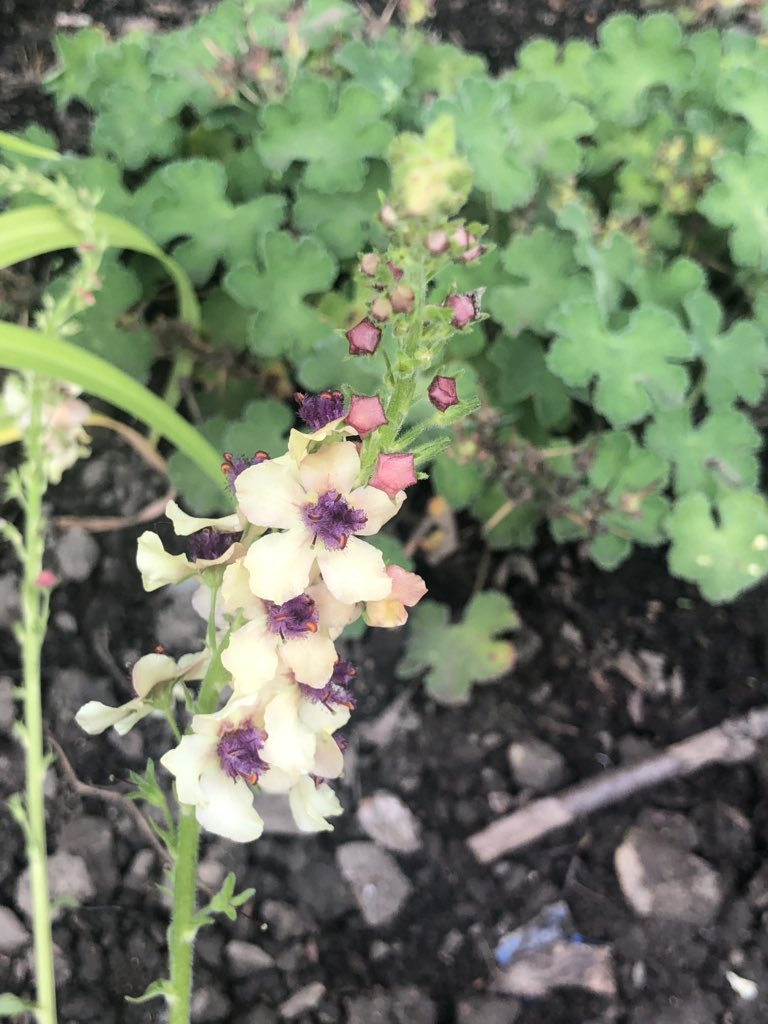 WestParkGoole's tweet photo. #GooleInBloom's Summer Tour judging as part of Yorkshire in Bloom, takes place Tuesday 2nd July. West Park will play host to the close of the tour with judges invited to meet local groups and having lunch at the cafe. Local groups in attendance with displays. All welcome. https://t.co/IGd1gjkVpC