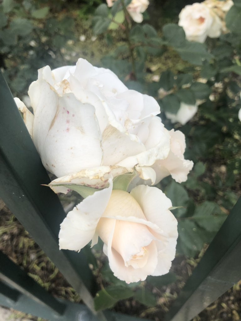 WestParkGoole's tweet photo. #GooleInBloom's Summer Tour judging as part of Yorkshire in Bloom, takes place Tuesday 2nd July. West Park will play host to the close of the tour with judges invited to meet local groups and having lunch at the cafe. Local groups in attendance with displays. All welcome. https://t.co/IGd1gjkVpC