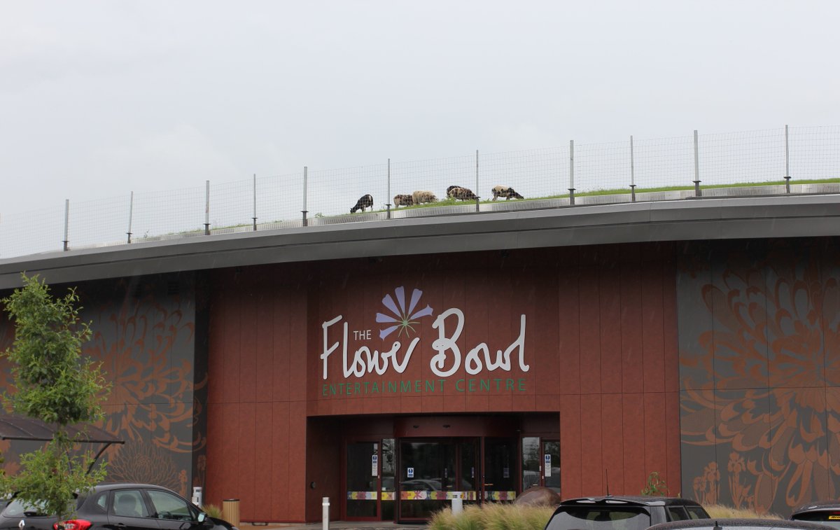 TheFlowerBowlEC's tweet image. The teasing is over...we finally have 3 Sheep &amp;amp; 3 Lambs on our roof!🐑 Pop down for a better look, ewe can even see them from the car park 😄 Thanks to Myerscough College for helping us make this happen!